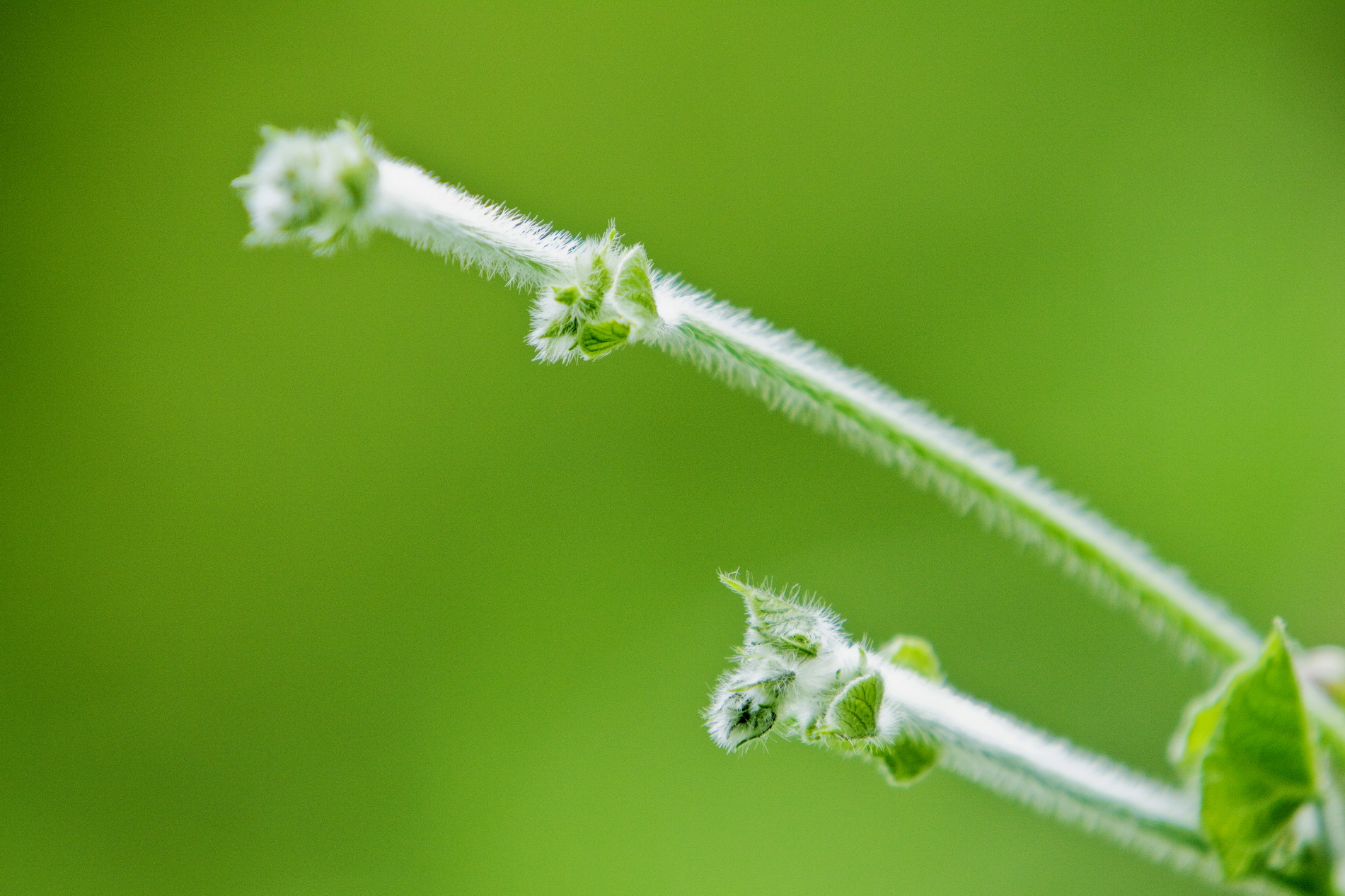 一等獎 首夏猶清和，芳草亦未歇-生物科技-沙麗麗
